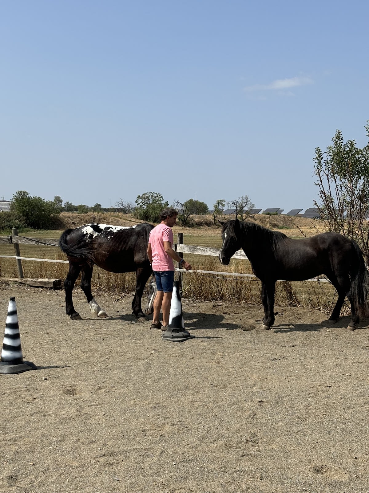 Equinoterapia Lliri Blau - Hipica in Linyola