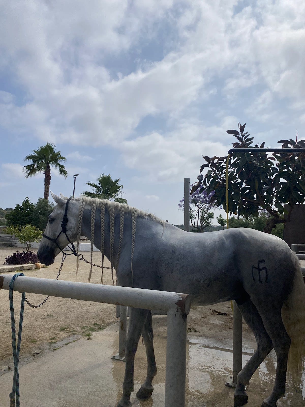 Centro de Entrenamiento Raúl Jiménez - Hipica in Cubelles