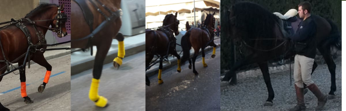 DOMA Y ENGANCHE DE CABALLOS - Hipica in La Bisbal del Penedès