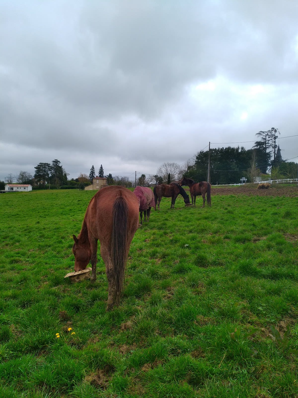 Pony Club Des 3 Collines - Hipica in Couloumé-Mondebat