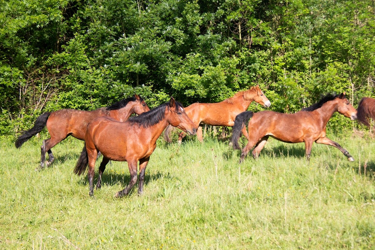 Pony Club Des Coteaux - Hipica in Venerque