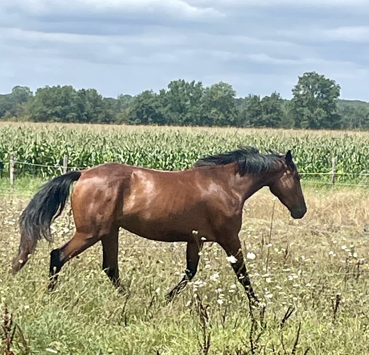 Hippo'camp D'aouzet - Hipica in Lamasquère
