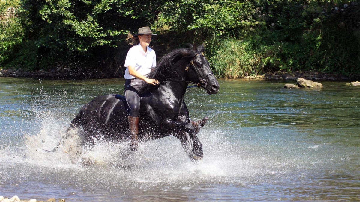 Alegria Relation De Complicité - Hipica in Caumont