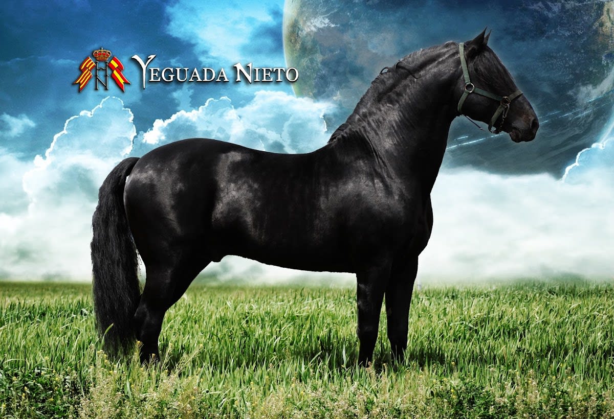 Yeguada H. Nieto - Hipica in Miami Platja