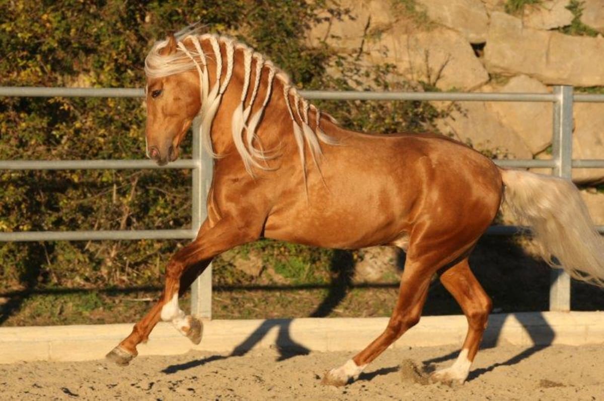 Yeguada Salvatella Stud Farm ( Pure Spanish Breed Horses) - Hipica en Olvan