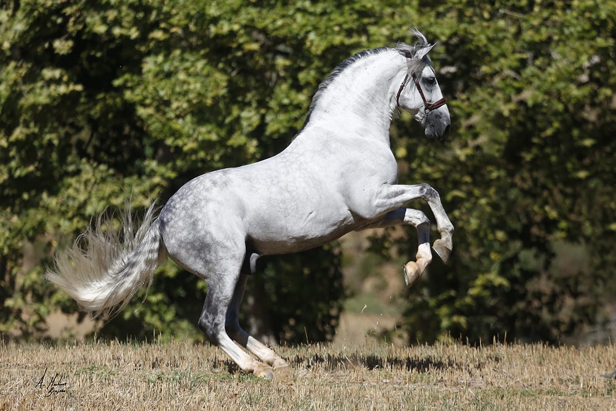 Yeguada Trujillo - Hipica in Salitja