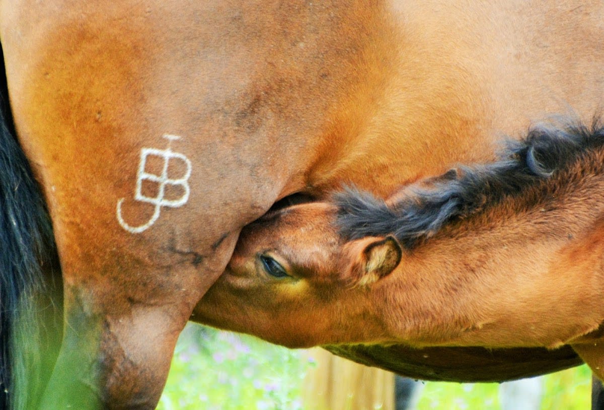 YEGUADA BASSOLS - Centro Equino - Hipica en Maçanet de la Selva