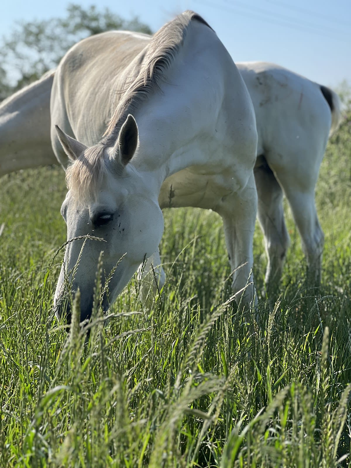 Yeguada WH - Hipica en Fornells de la Selva