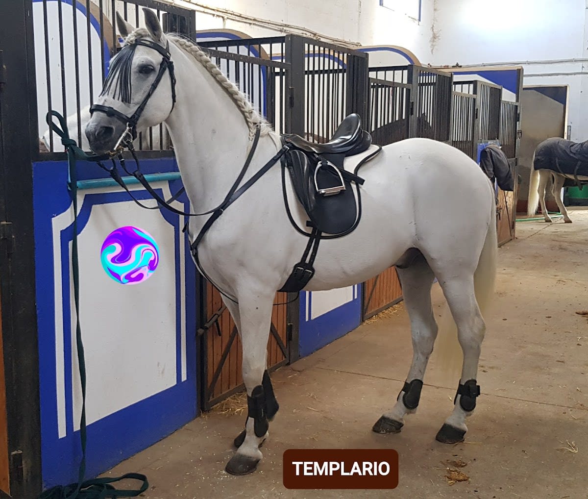 Centro Ecuestre El Cortijo - Hipica en Albacete