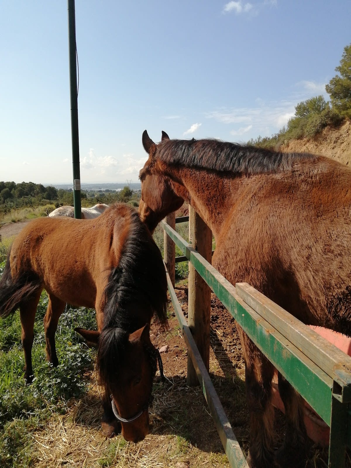 Centro ecuestre Cabeç bords - Hipica en Cabes Bord