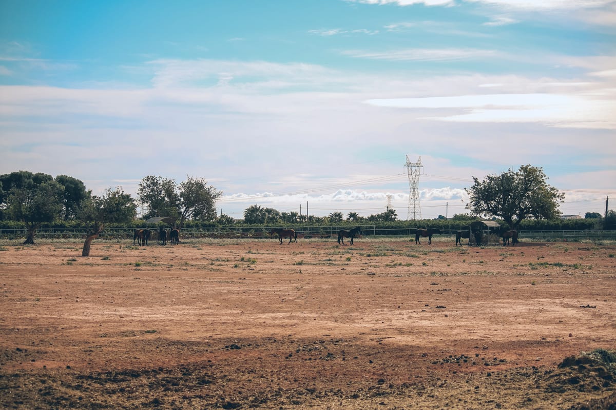 Hípica Ballester - Hipica en Bétera