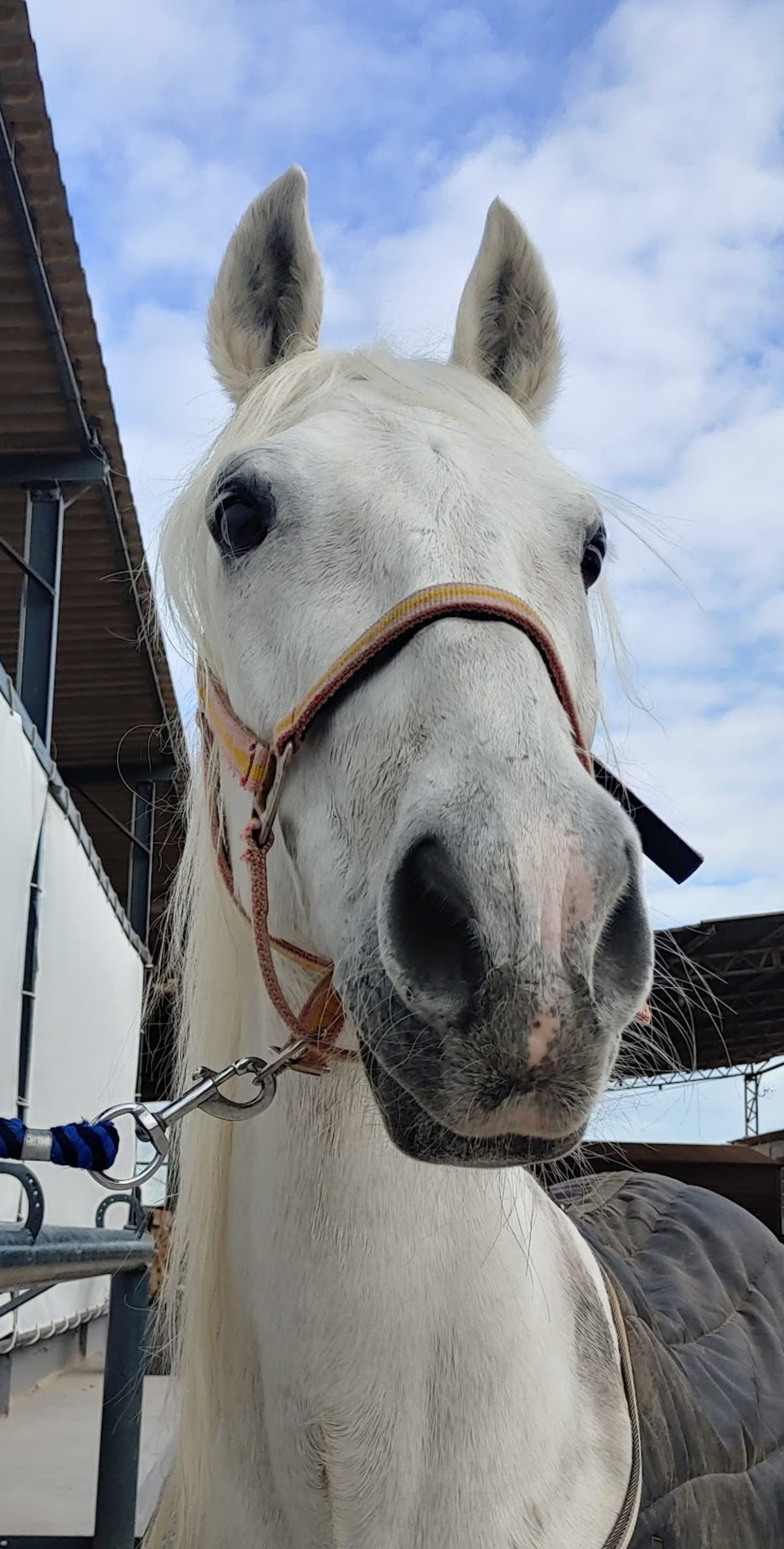 Centre Hípic Almàssera - Hipica en Almàssera