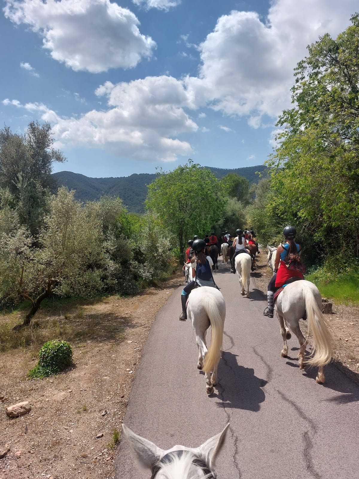 Centro Hípico Malvarrosa - Hipica en València