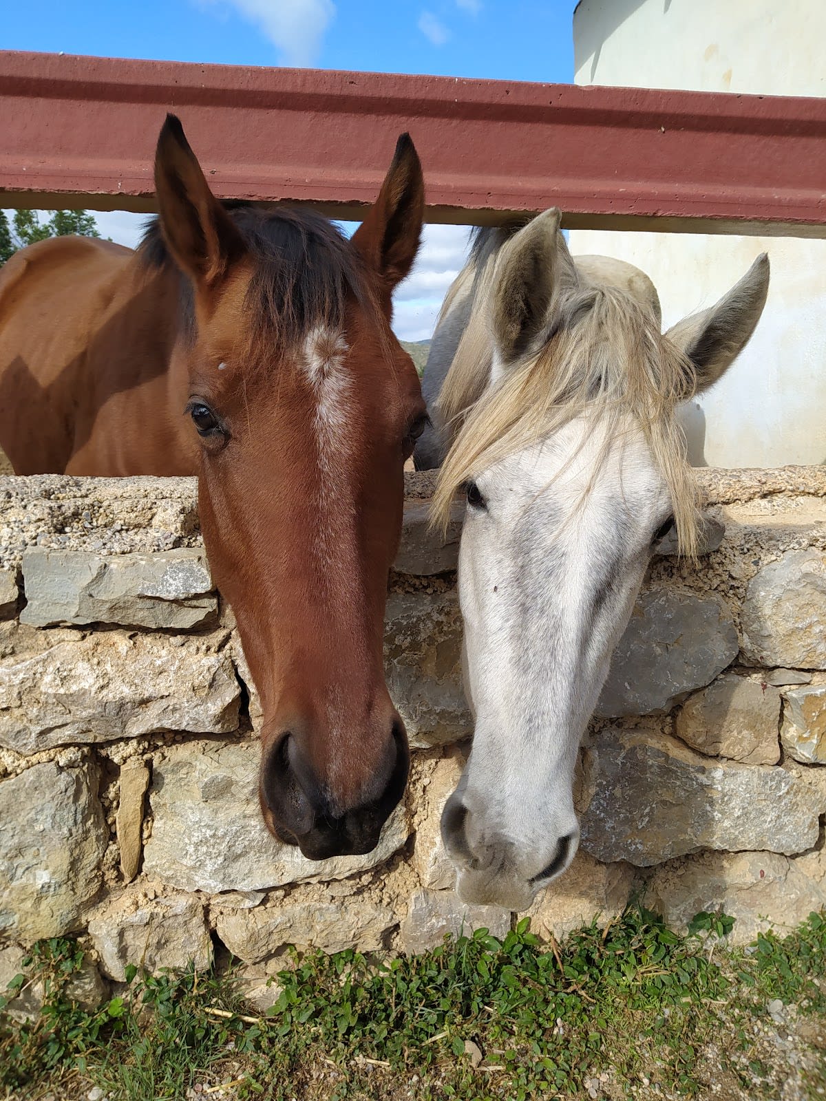 El Mas de Santamaría - Hipica en Bodega Vanacloig