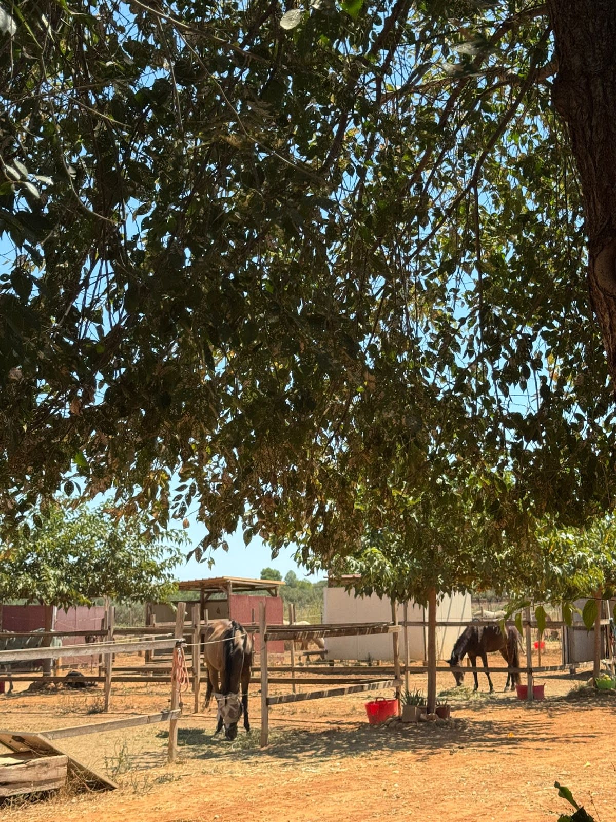 Hipica Prados Descanso Valencia - Hipica in Cheste