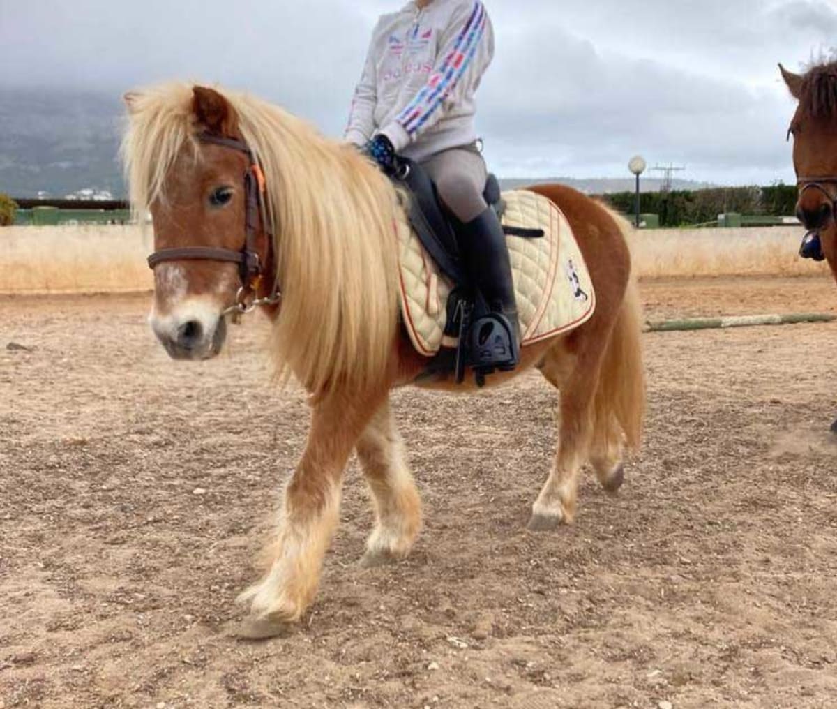 Hípico Jávea - Hipica em Jávea