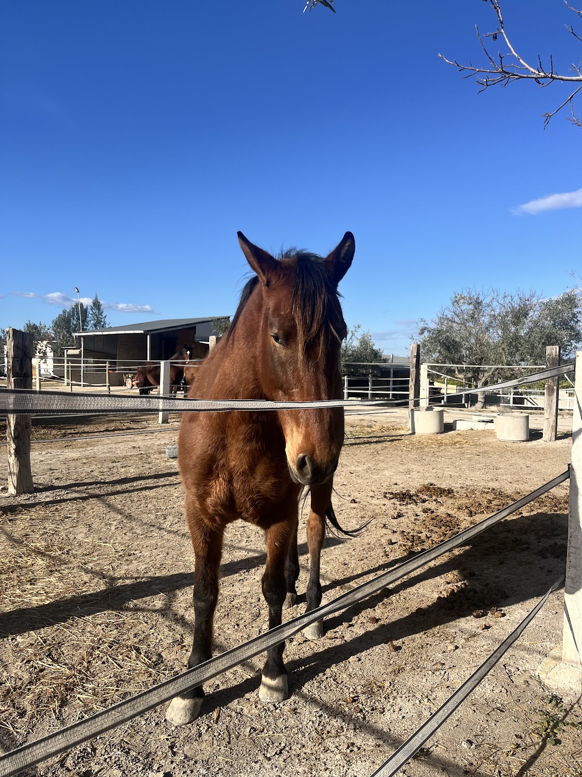 Yeguada Vistabella - Hipica en Enguera