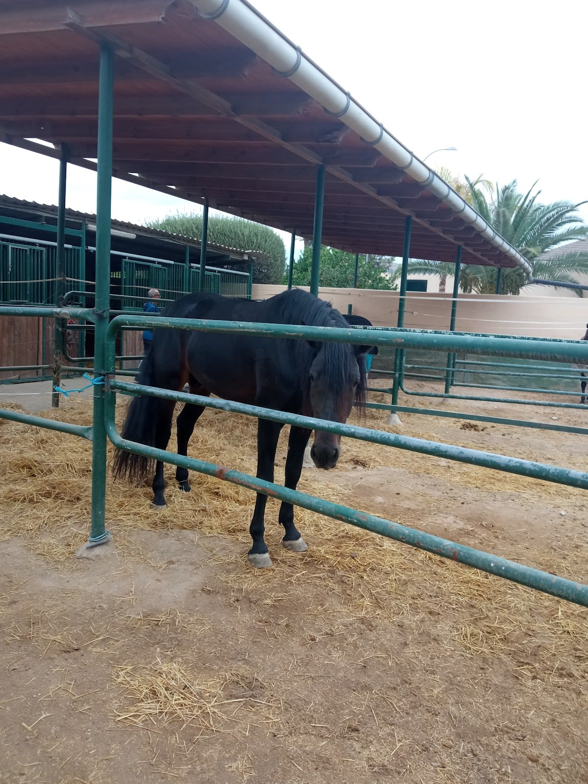 Yeguada Perona - Hipica in Petrer