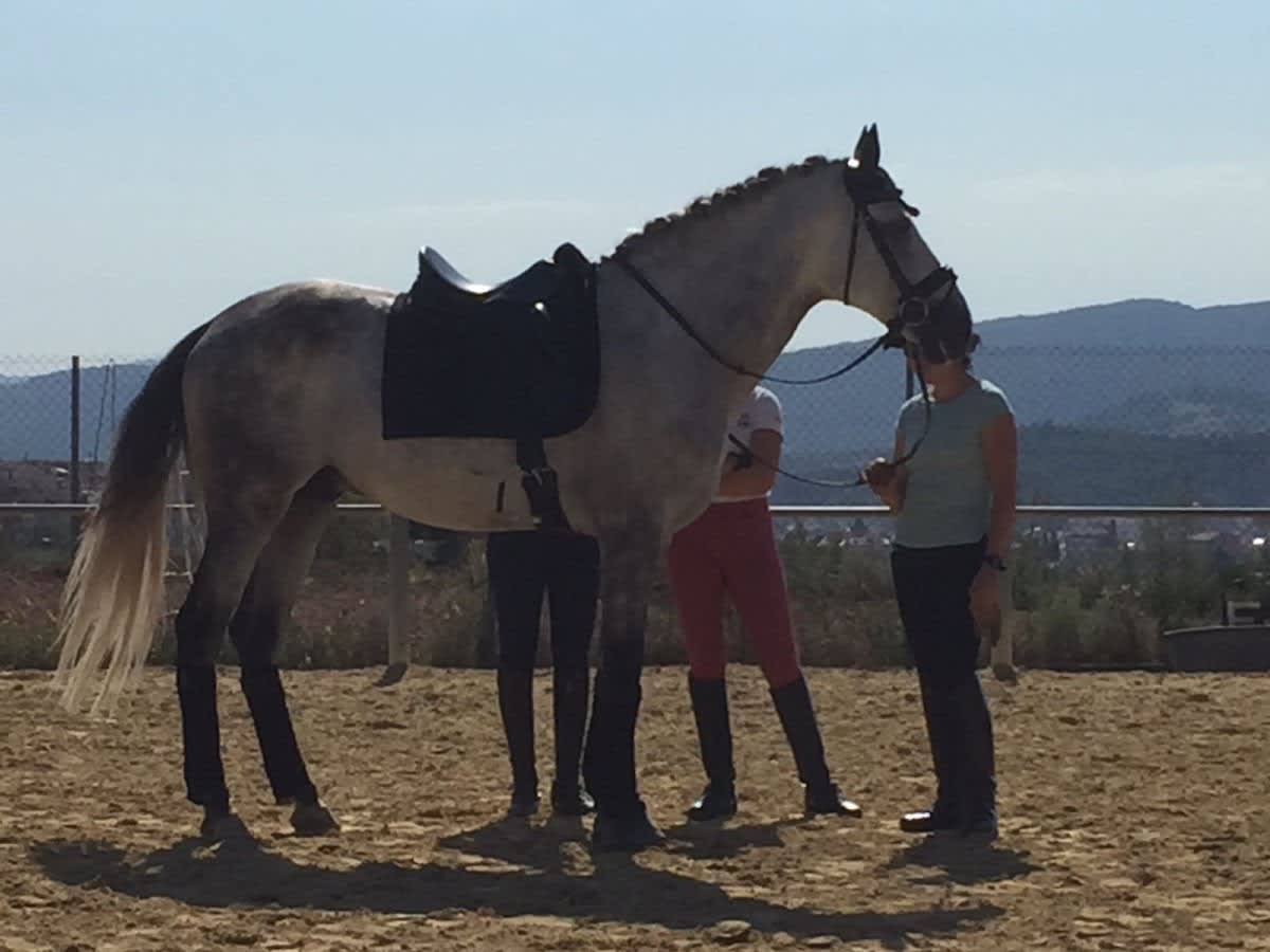 Attitude Dressage - Hipica in Barcelona