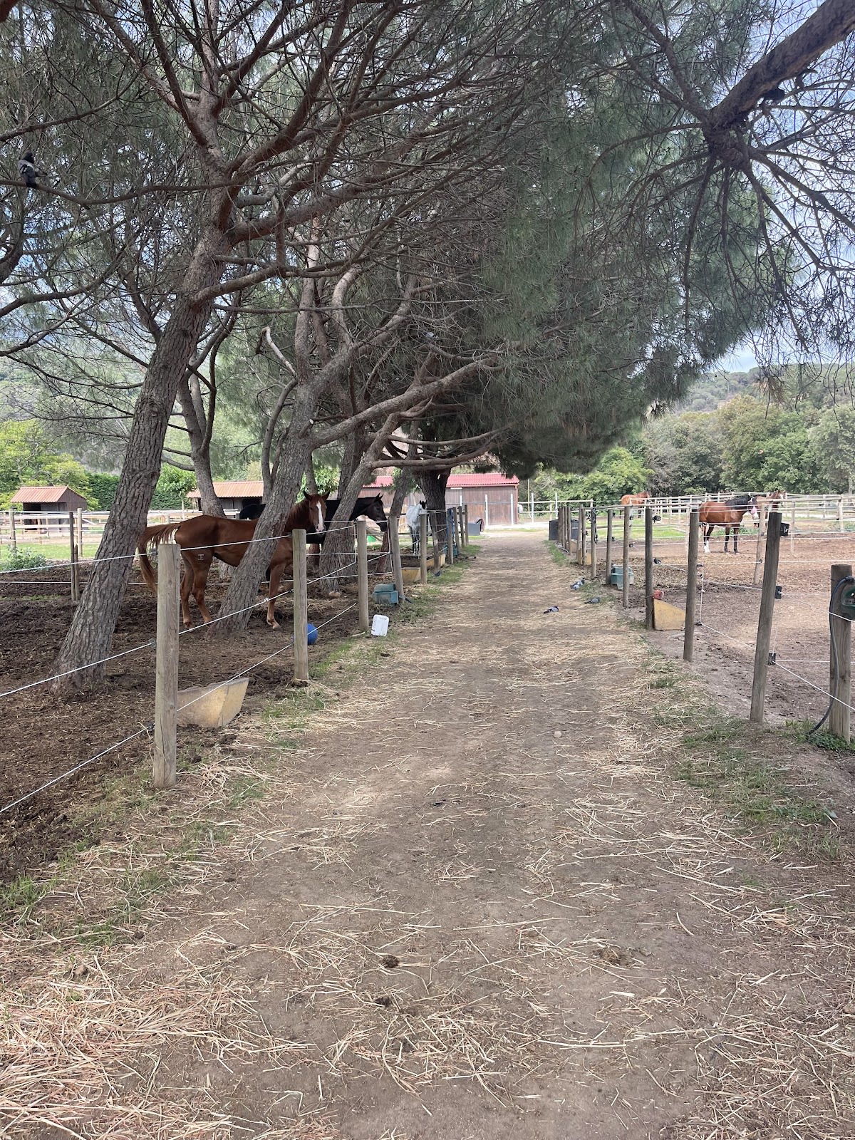 Hípica Can Vila - Hipica in Sant Esteve de Palautordera