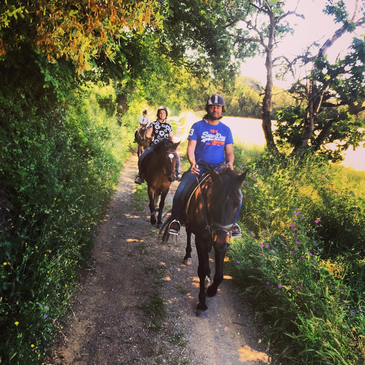 Hípica ABS - Hipica in Canapost