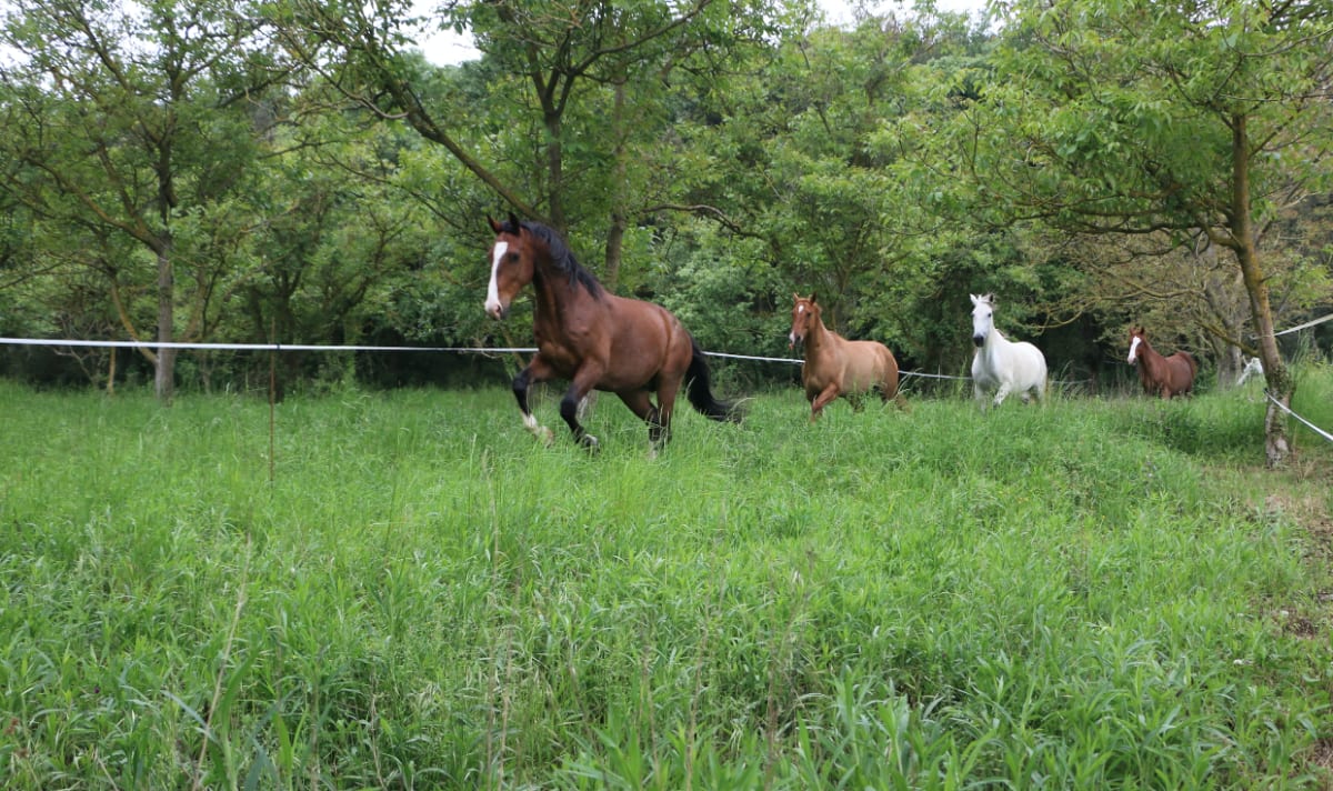 Cavalls de Malavella - Hipica in Caldes de Malavella