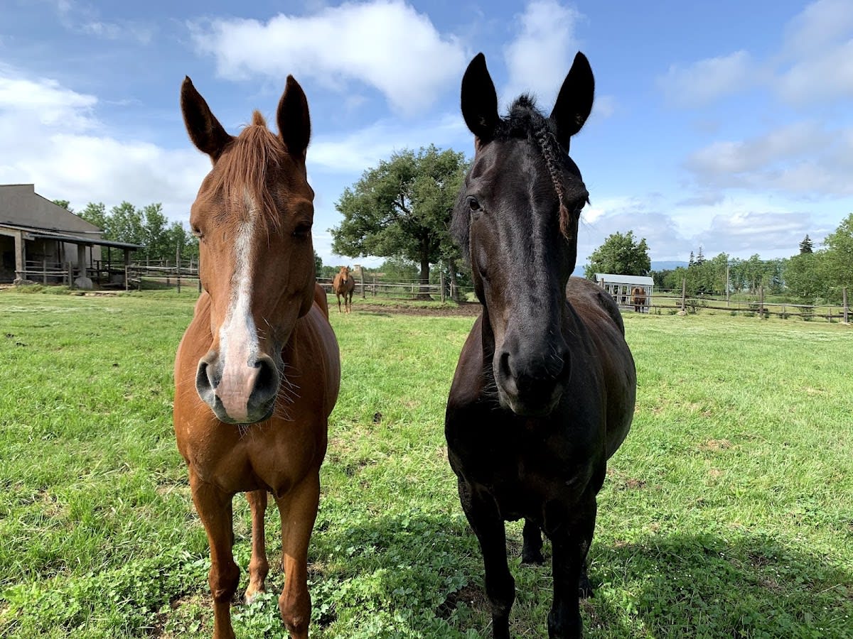Cavalls Bettina Bohm - Hipica in Calldetenes