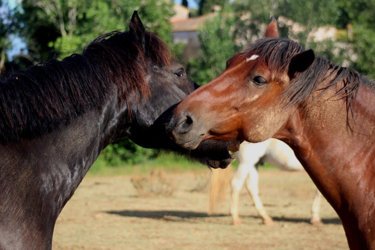 Cavalls de Terraprim - Hipica in Parets d'Empordà