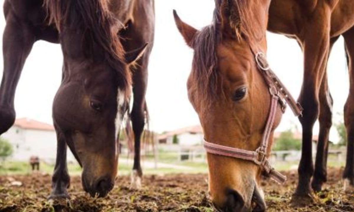 Cavalls Mas El Pla - Hipica in Les Planes d'Hostoles