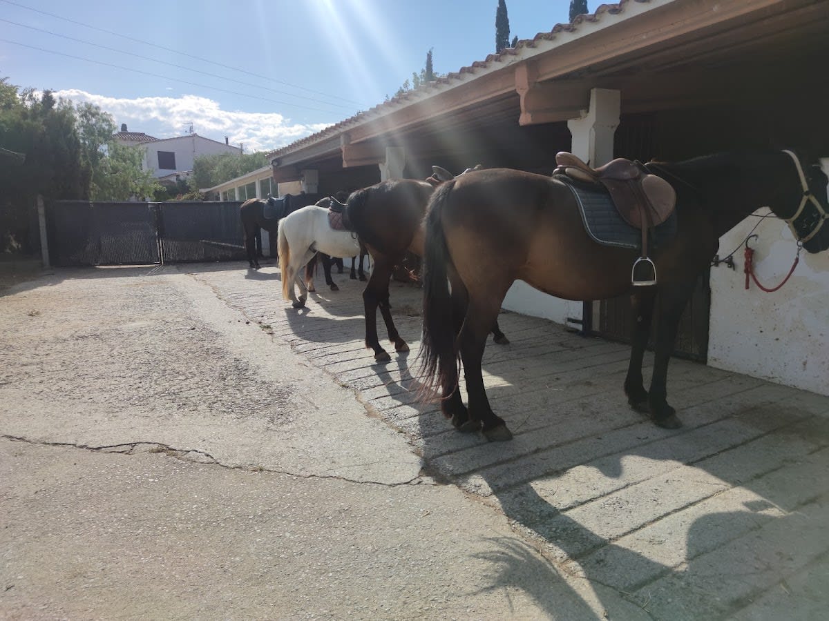 Club Hípic Equidreams - Hipica in Marzà