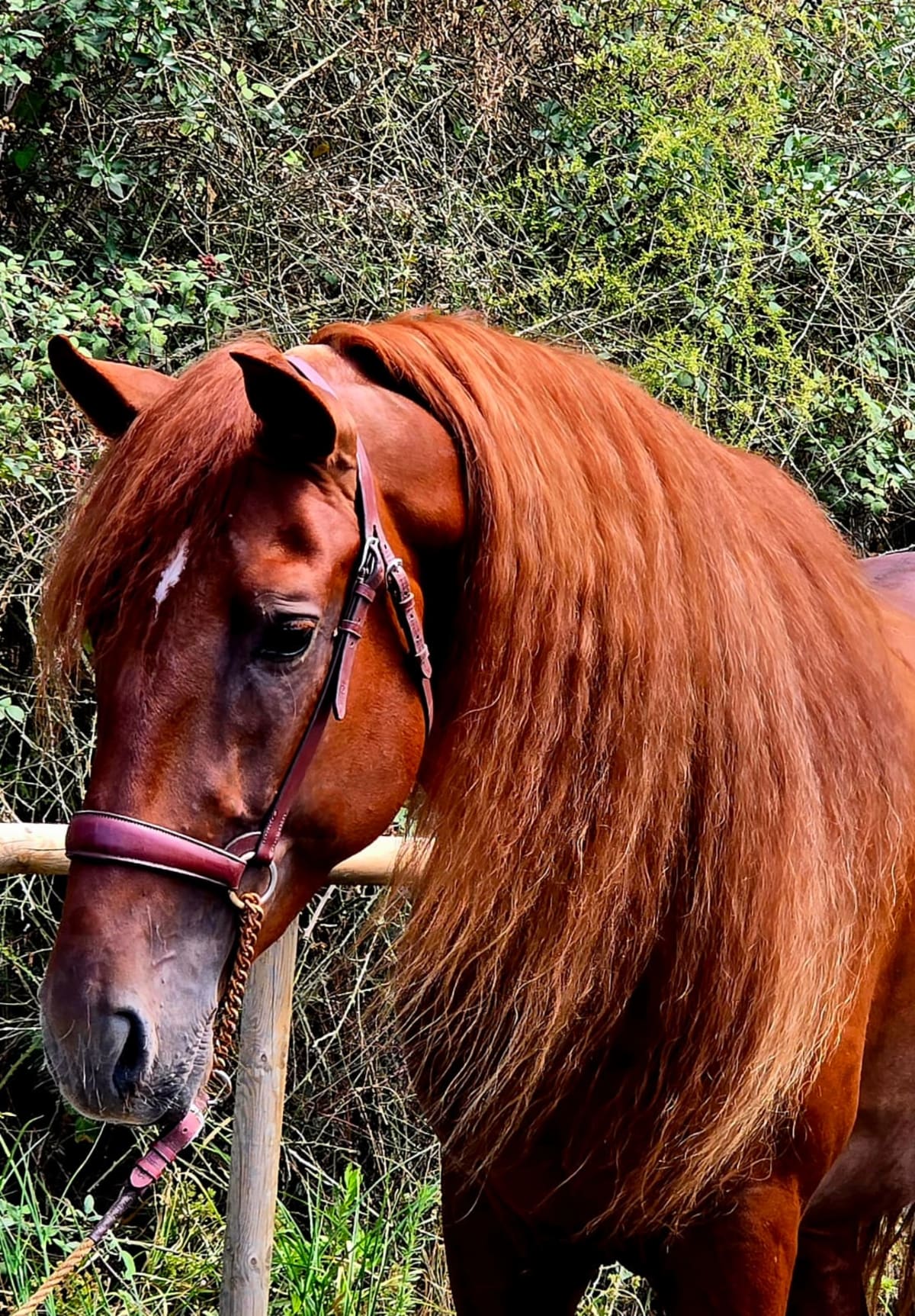 Centre Equestre Sant Pere - Hipica in Tordera