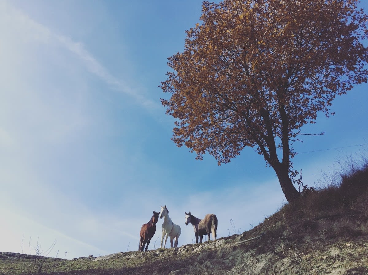 Cavalls Besora - Hipica in Montesquiu