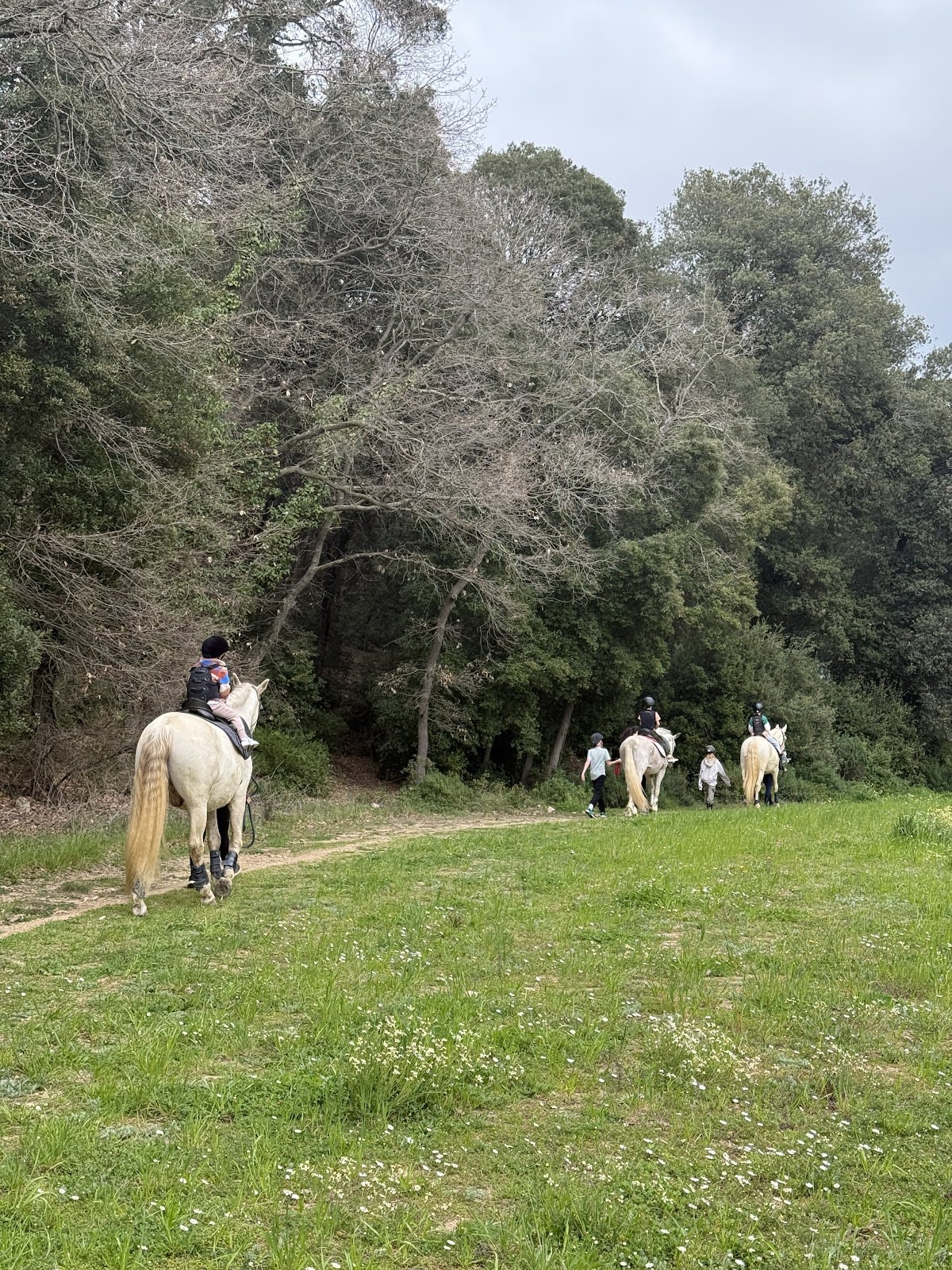Ece Golden Andalusian Horses SL - Hipica in Dosrius