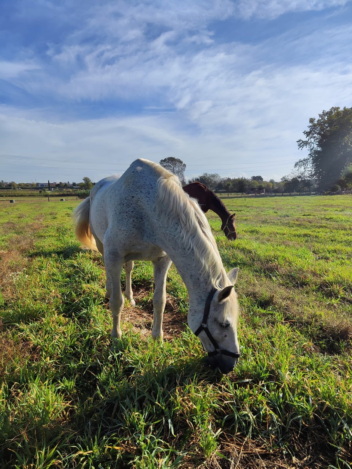 INA Residencia equina - Hipica in Riudarenes