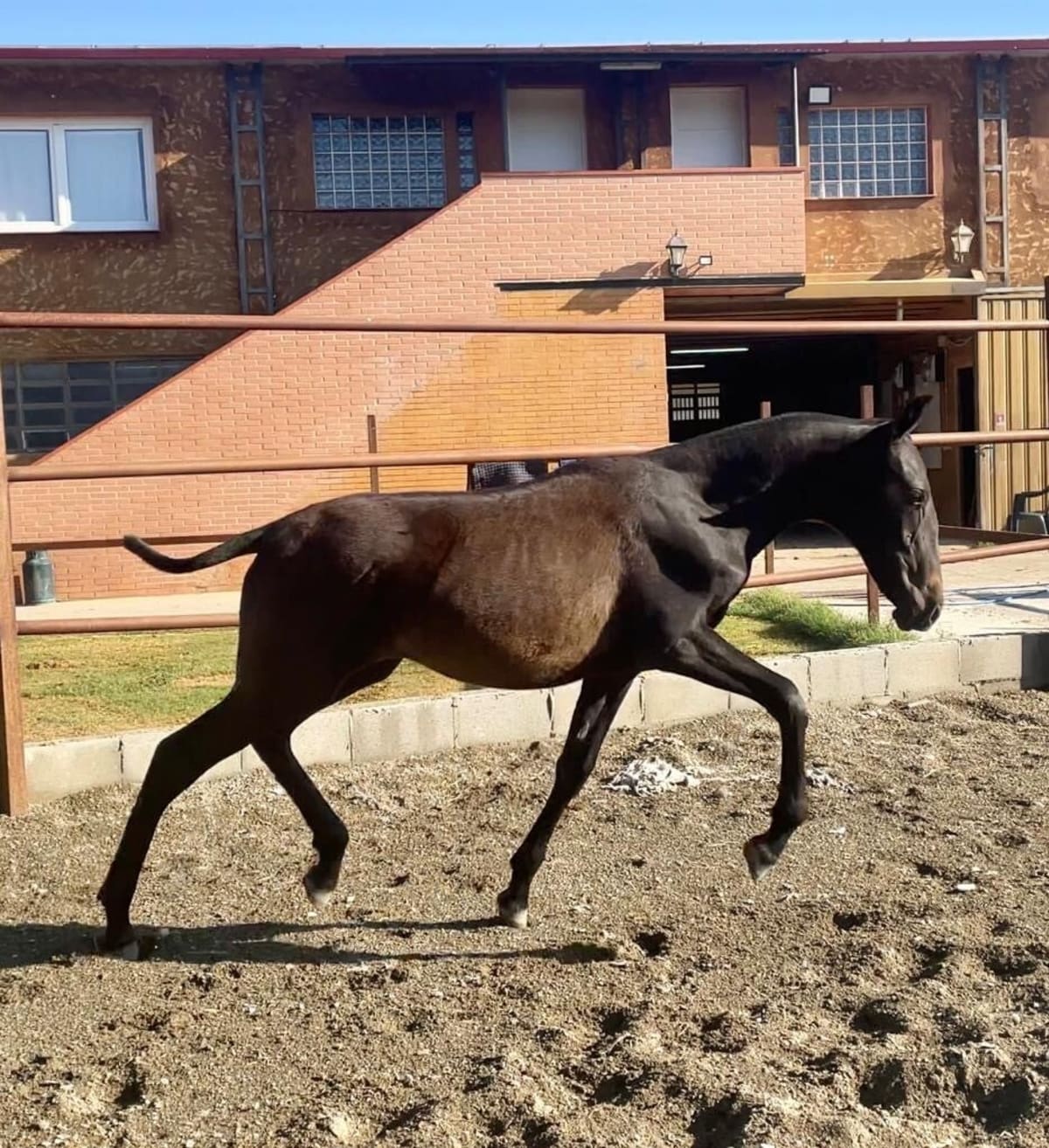 Yeguada ANNAISABEL - Hipica in Riudellots de la Selva