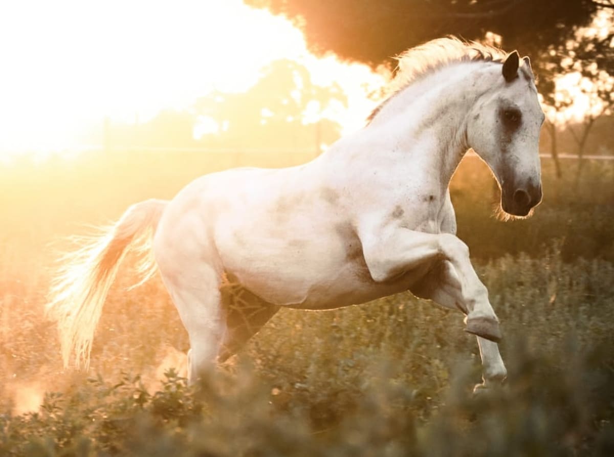 Hípica Cal Dandy - Hipica in Reus