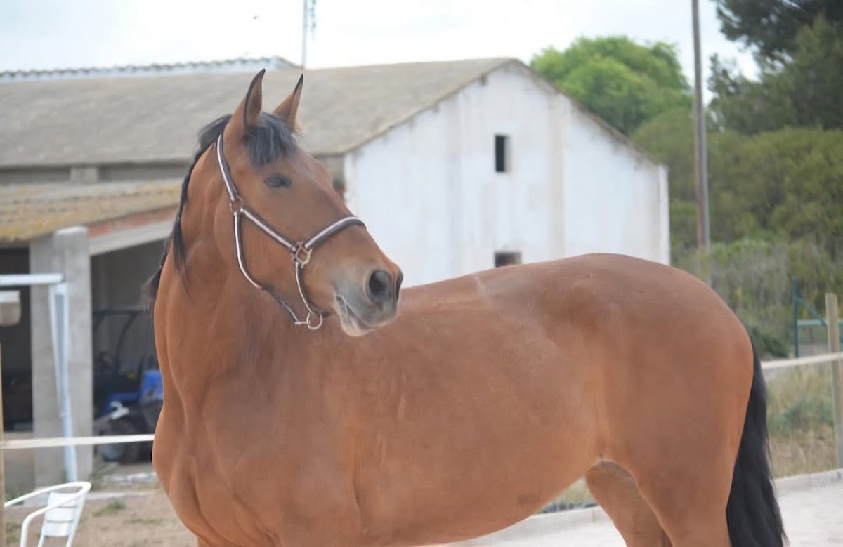 Sport Horses SG - Hipica in Reus