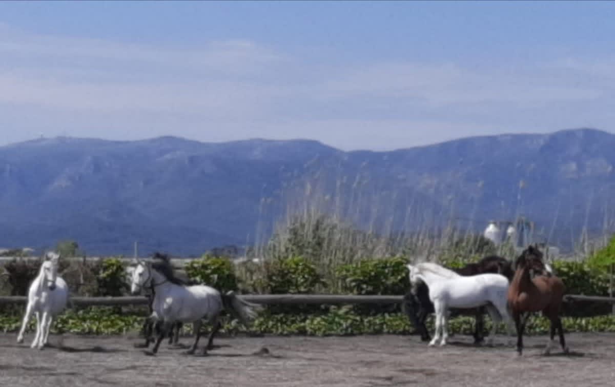 Club Esportiu Tots a Cavall - Hipica in Barcelona