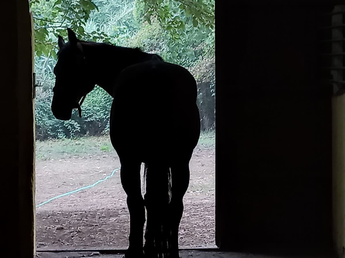 Clau de llum & Equina l'esperit del Vent - Hipica in Terrassa