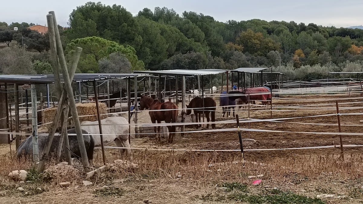 Camins a Cavall - Hipica in Barcelona