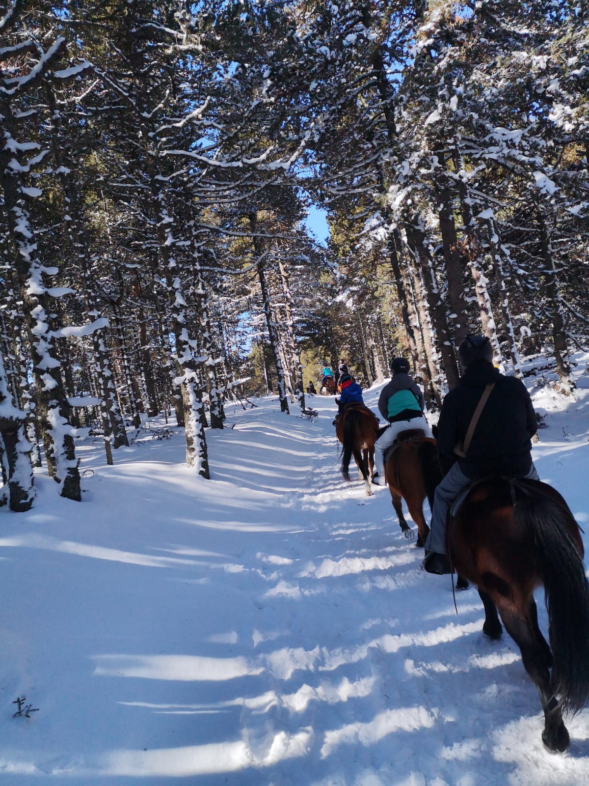 Chevaux de la Tramontane - Hipica in La Llagonne
