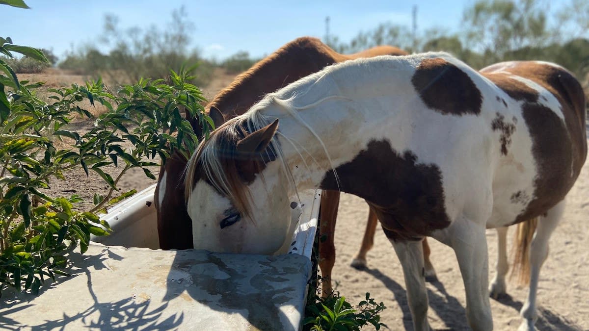 Club Hipico aBrezo - Hipica in Las Rozas de Madrid