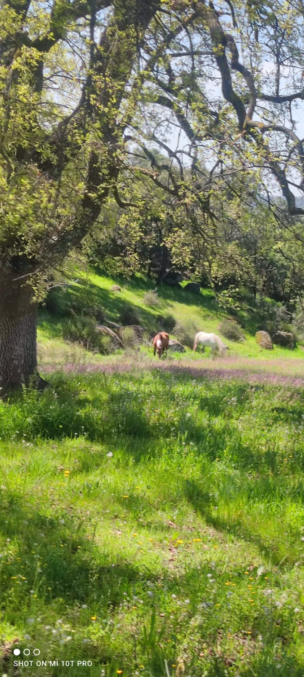 FINCA EL ENEBRAL - Hipica in Colmenar del Arroyo