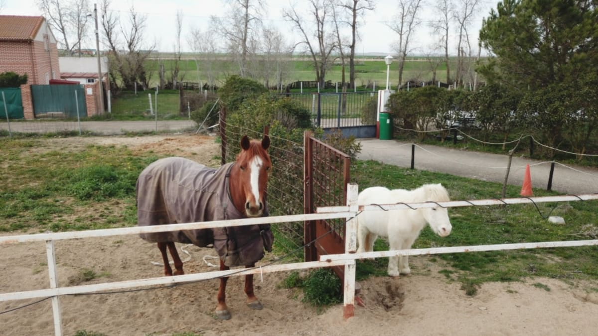 Centro Hípico Caño de la Vega - Hipica in Nueva Villa de las Torres