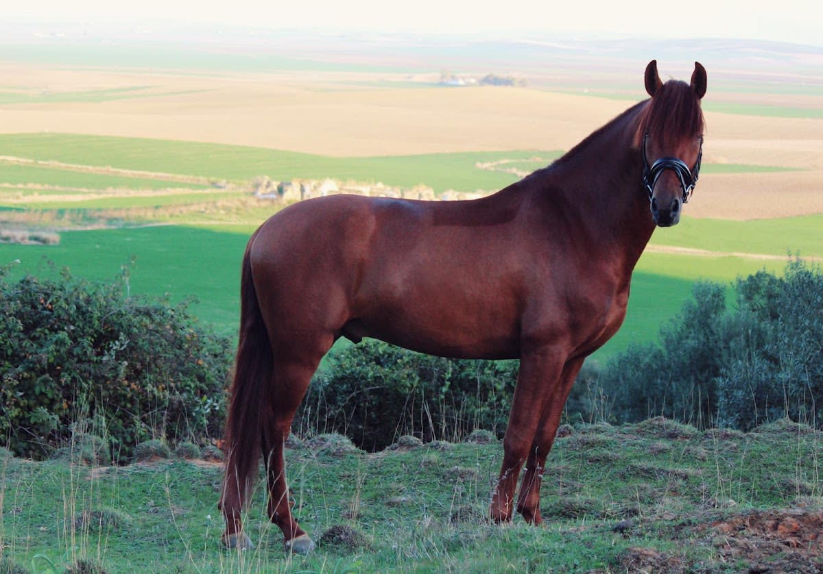 𝐂𝐮𝐚𝐝𝐫𝐚 𝐝𝐞 𝐋𝐨𝐛𝐨𝐧𝐞𝐬 | Cría, Doma y Entrenamiento de Caballos - Hipica em Valverde del Majano