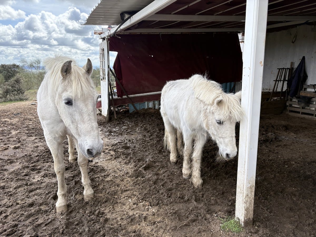 Los ponys de Maria - Hipica in Valdemorillo