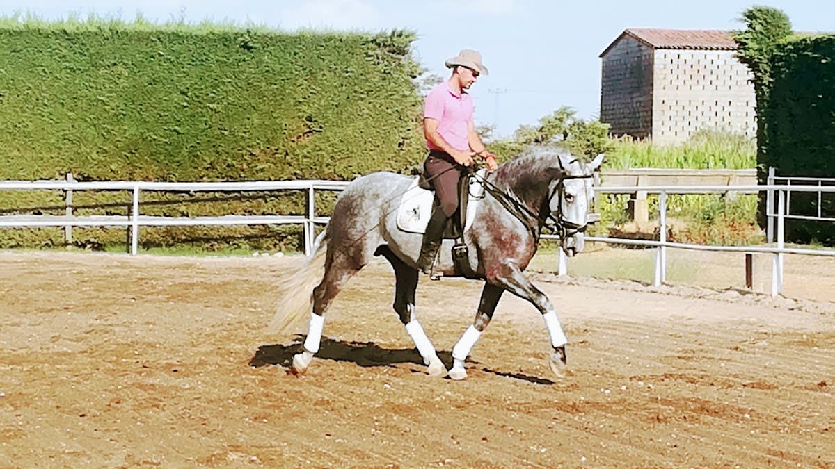 Escuela de equitación y doma Marco Sánchez - Hipica in Santa María de las Lomas
