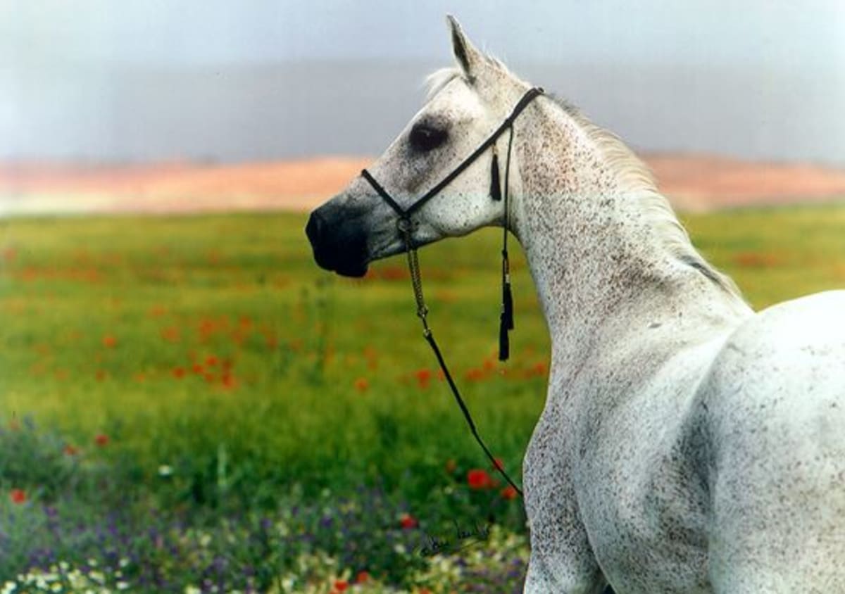 FINCA ESTIVIEL - Hipica in Toledo