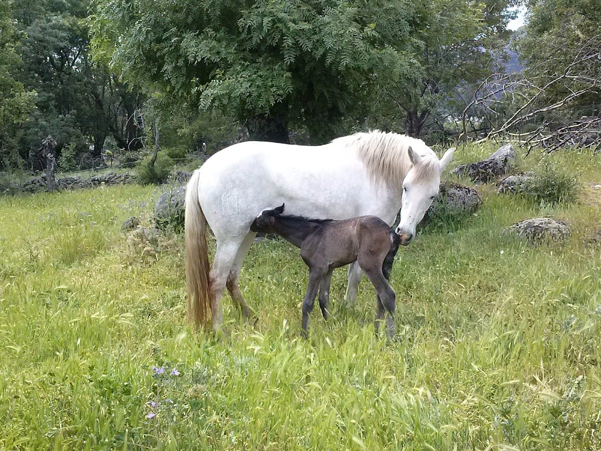Yeguada La Parrilla - Hipica em Madrid