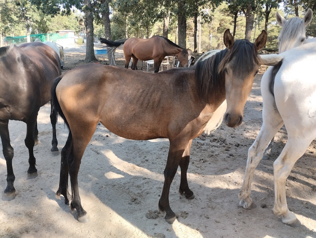 Yeguada gil amaya - Hipica a San Rafael